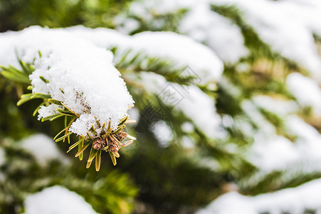 白雪圣诞树针叶绿色季节白色背景图片