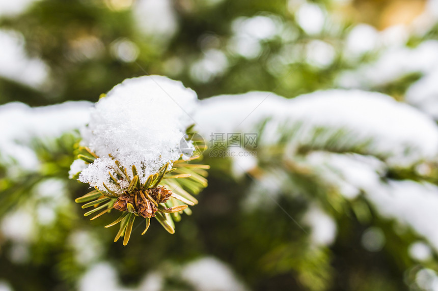 白雪圣诞树绿色针叶季节白色图片