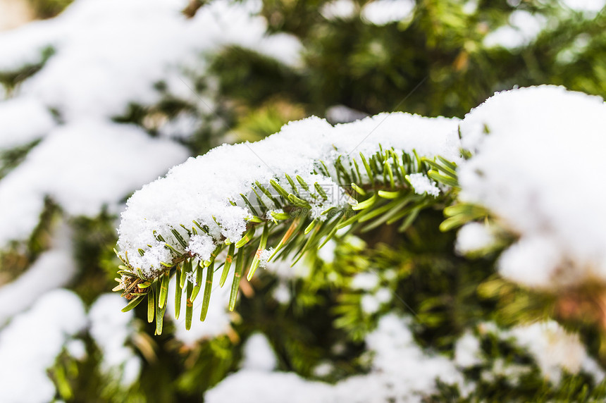 白雪圣诞树针叶绿色季节白色图片