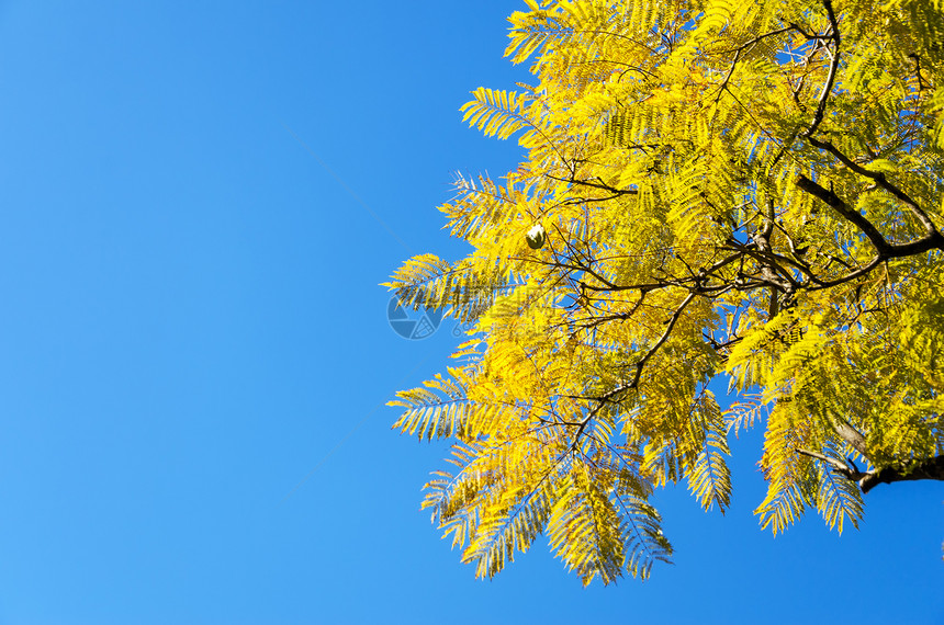 黄叶森林植物树叶花园阳光绿色天空叶子树木图片