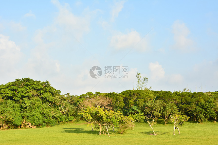 美丽美丽的乡村丘陵树木风景地形牧歌草原场地农村植物学植物图片