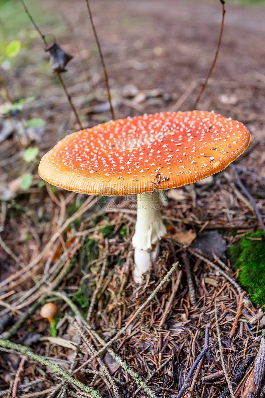 通常被称为苍蝇或苍蝇的蘑菇植物森林菌类季节叶子毒蝇危险公园白色红色图片