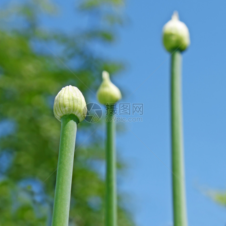 树上洋葱芽图片