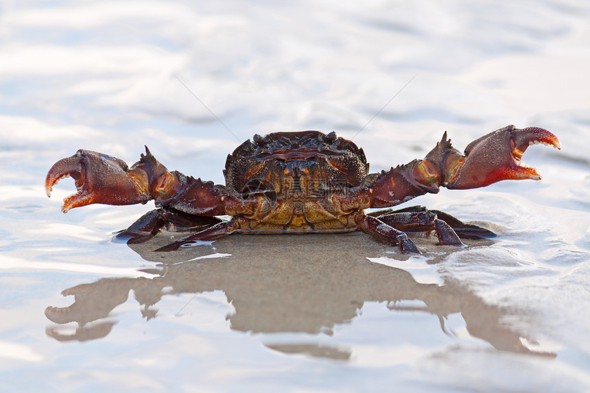 螃蟹动物照片海滩癌症甲壳类姿势海岸线动物群海洋图片