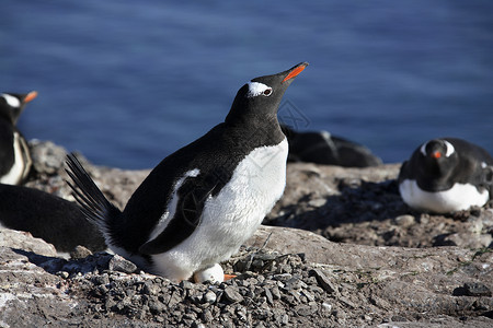 Gentoo 企鹅殖民地 - 南极洲高清图片
