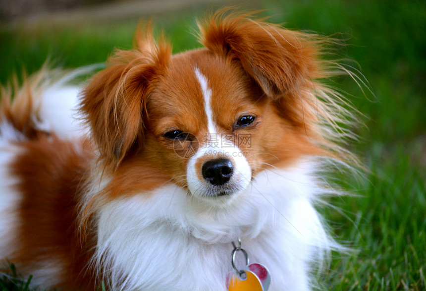 Pappillon 小狗明星 在相机上耳朵棕色救援犬类白色蝶耳宠物毛皮图片