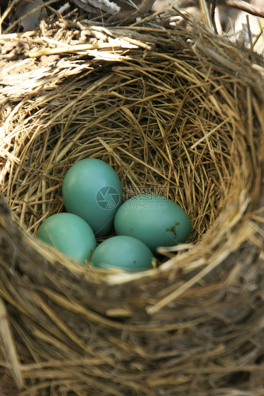美国有鸡蛋的罗宾巢动物蓝色婴儿荒野野生动物迁徙者图片