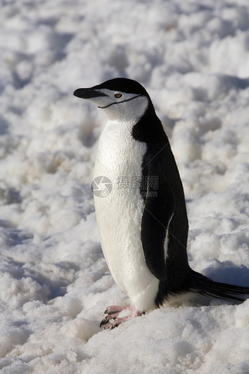 南极洲的企鹅冷冻鸟类野生动物荒野旅游旅行海鸟鱼尾藻图片