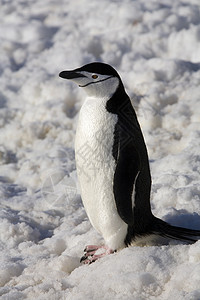 帽带企鹅南极洲的企鹅冷冻鸟类野生动物荒野旅游旅行海鸟鱼尾藻背景