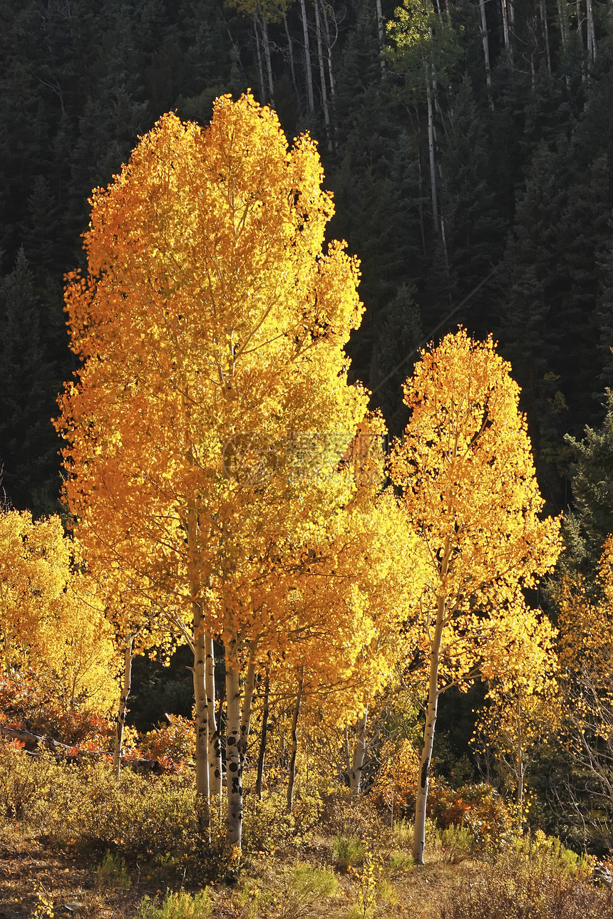 科罗拉多圣胡安国家森林 秋色的阿斯彭树松树蓝色宏观森林地区性绿色国家颤木风景天空图片
