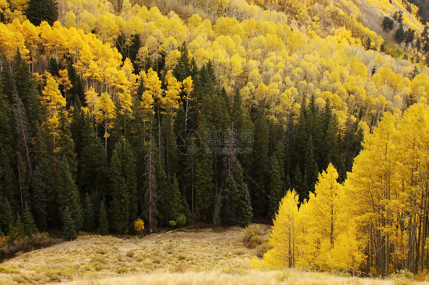 科罗拉多圣胡安国家森林 秋色的阿斯彭树颤木松树蓝色绿色风景橙子荒野国家森林黄色图片