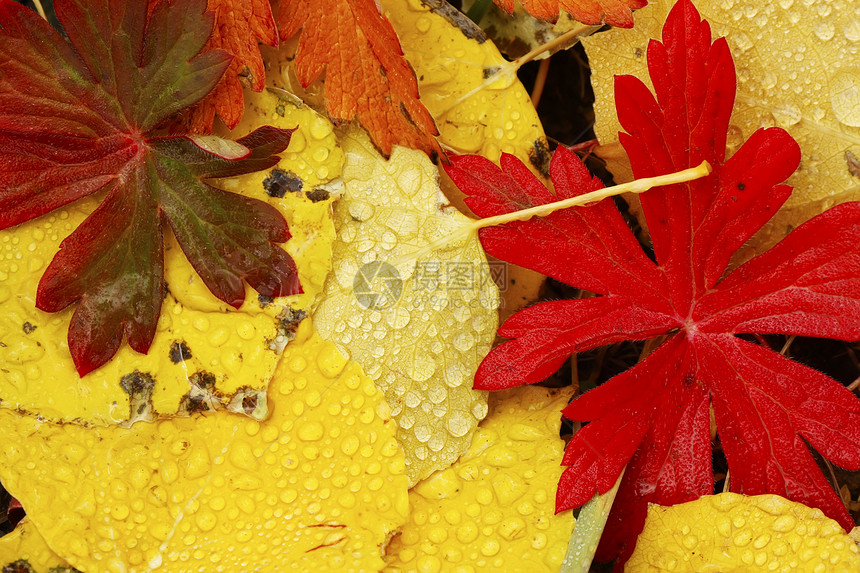 彩色叶子与秋色相近风景森林国家松树黄色地区性蓝色橙子宏观颤木图片