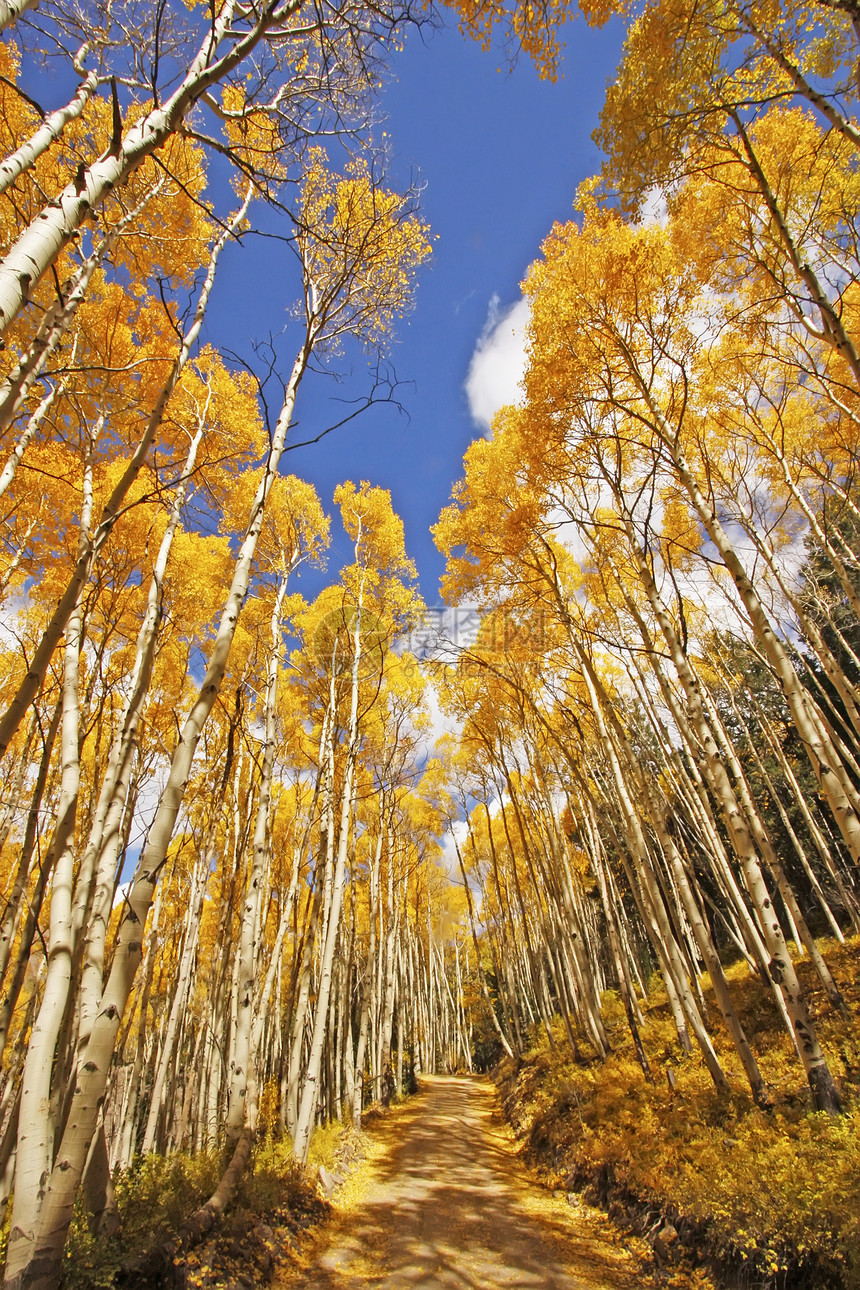 科罗拉多圣胡安国家森林 秋色的阿斯彭树宏观国家叶子天空森林松树风景荒野黄色蓝色图片