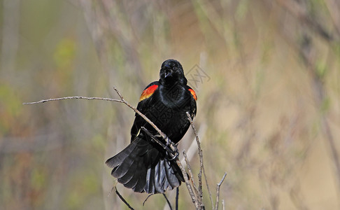 红翼黑鸟男性红翅翅膀黑色黑鸟红色荒野歌曲高清图片