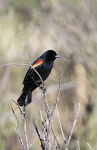 红翼黑鸟男性黑鸟翅膀黑色荒野红翅歌曲红色背景图片