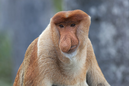长鼻猴流行的沙巴高清图片