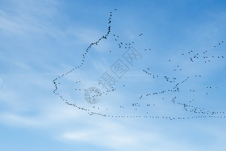迁徙的鸟类翼展动物季节起重机天空编队飞行野生动物翅膀迁移背景