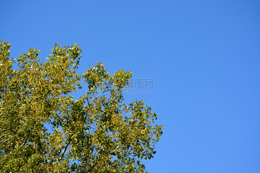 蓝天空和树图片