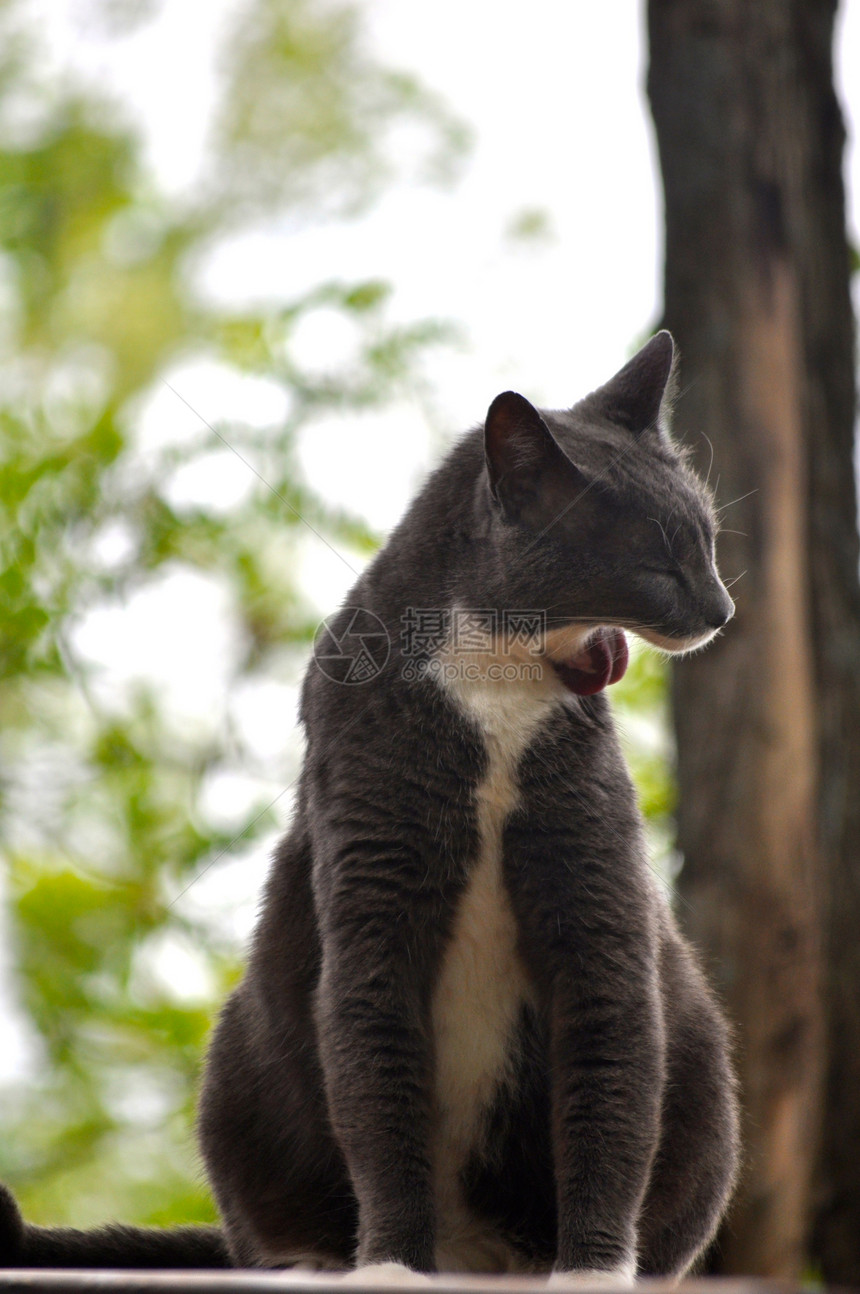 猫泳猫咪动物动物群猫科灰色宠物白色图片