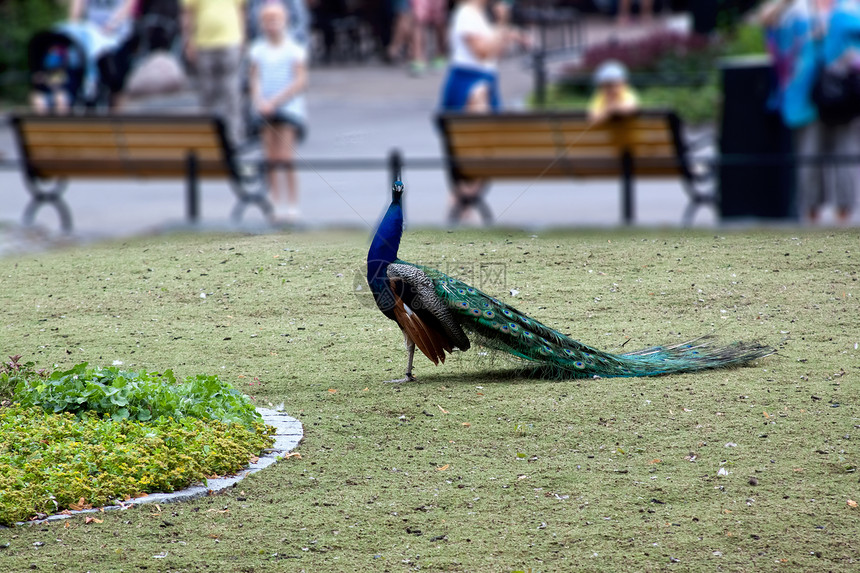 绿草上的蓝孔雀动物绿色花朵野鸡仪式男性公鸡野生动物蓝色动物园图片
