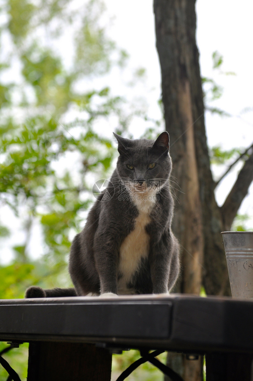 Cat 星表猫咪宠物灰色动物白色猫科动物群图片