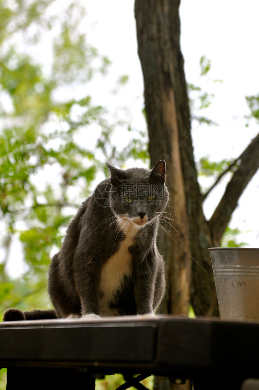 Cat 星表动物群猫科白色灰色猫咪动物宠物图片