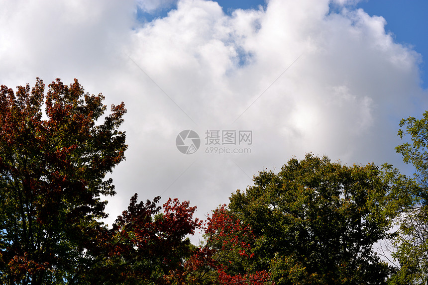 云和树森林植物群绿色分支机构树叶叶子树木图片