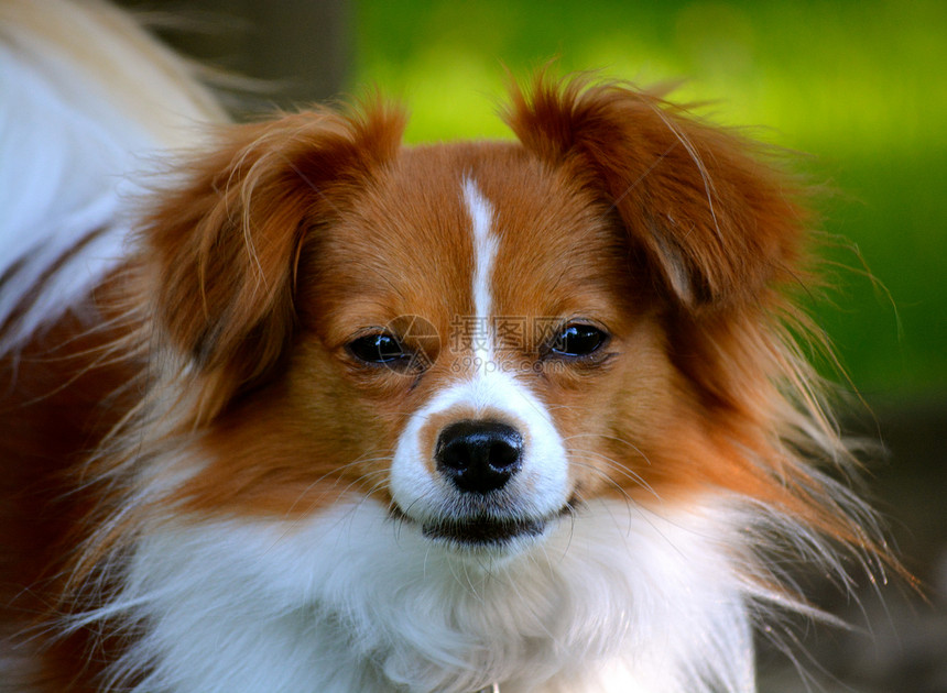Pappillon 小狗明星 在相机上毛皮救援犬类蝶耳棕色耳朵宠物白色图片