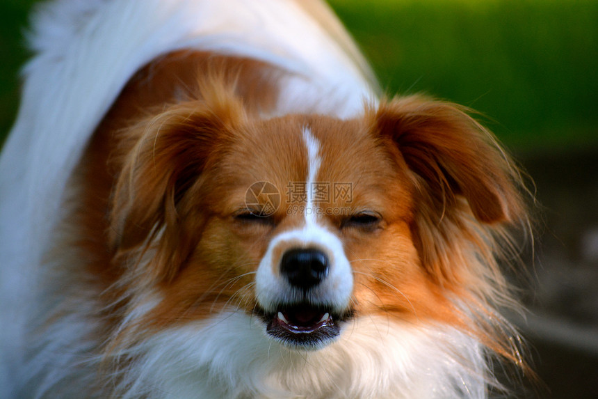Pappillon 小狗明星 在相机上耳朵宠物救援棕色犬类毛皮白色蝶耳图片