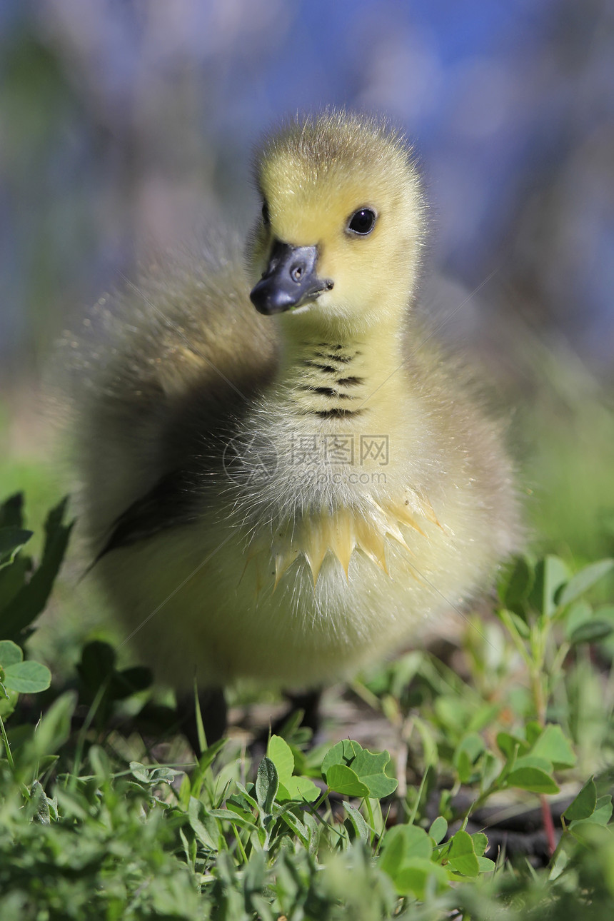 加拿大幼鹅小鹅黄色荒野野生动物动物婴儿羽毛图片