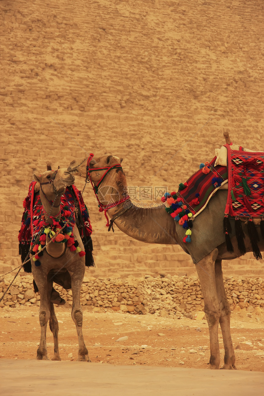 开罗卡弗尔金字塔站立的骆驼图片