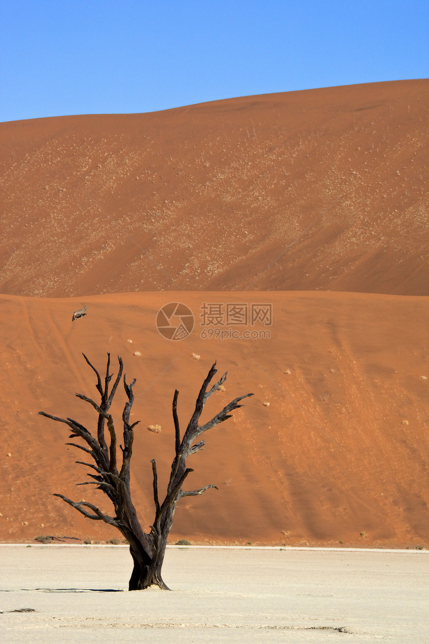 Vlei死难者纳米比亚地形风景沙漠沙丘荒野干旱图片