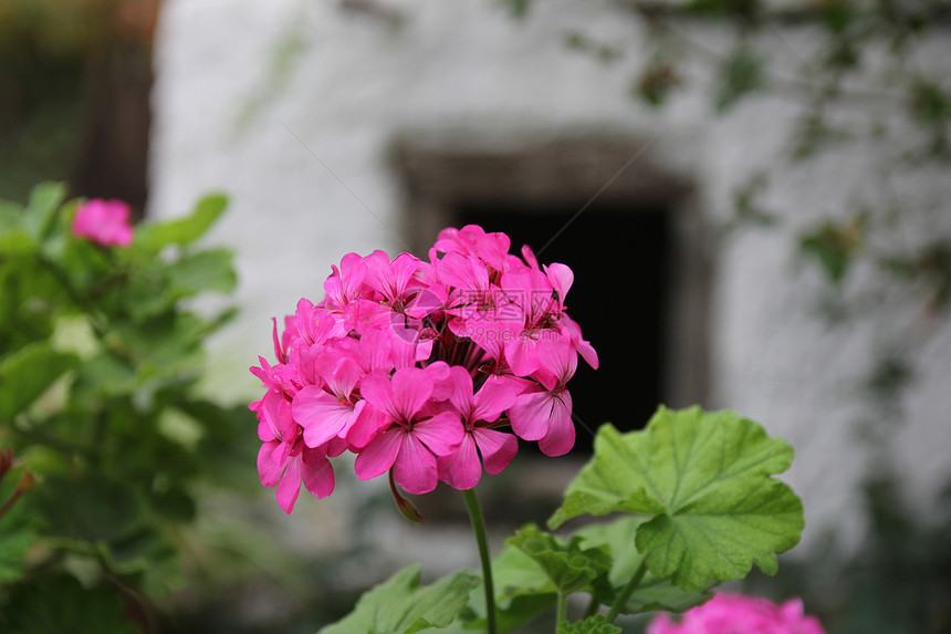 天竺葵花地球黏土村庄窗户粉色花朵房子植物群花园绿色图片