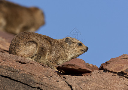 Rock Hyrax普拉卡维亚飞地旅行沙漠动物群动物荒野野生动物蹄兔背景图片