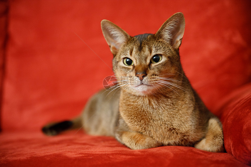 猫王动物橙子短发毛皮眼睛连体注意力晶须男性好奇心图片