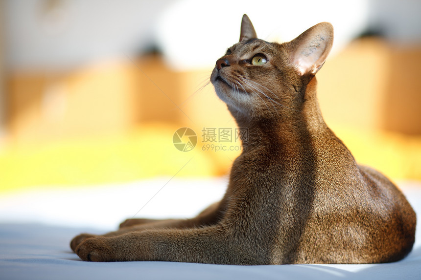 猫王动物头发小猫连体橙子生活晶须宠物注意力耳朵图片