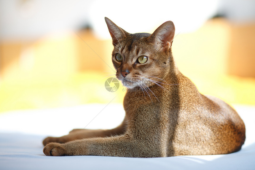 猫王男性毛皮眼睛好奇心连体生活头发食肉耳朵橙子图片