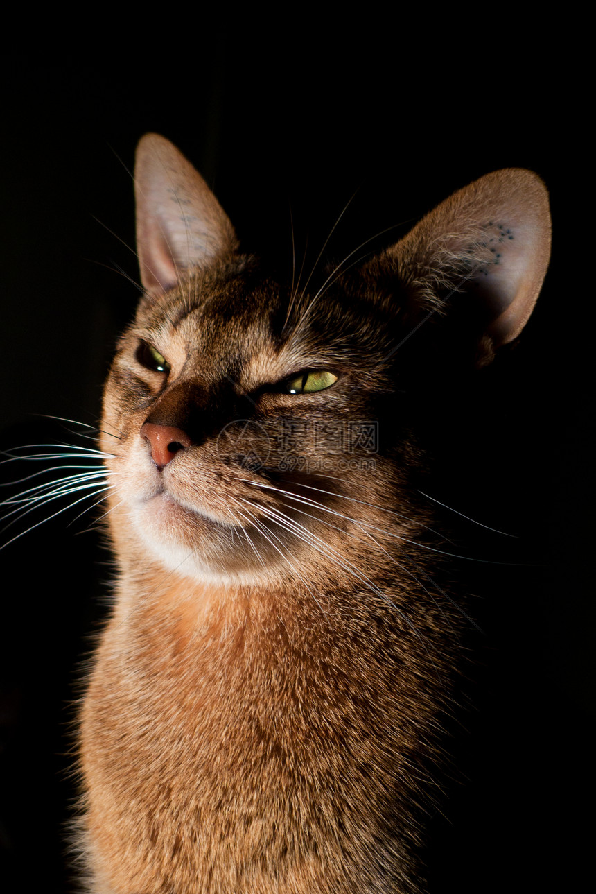 猫王晶须好奇心生活毛皮男性食肉宠物眼睛连体短发图片