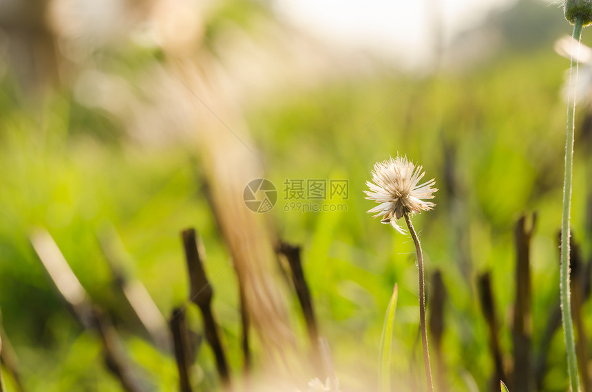 花生植物草生长环境宏观植物群杂草花园生活草地图片