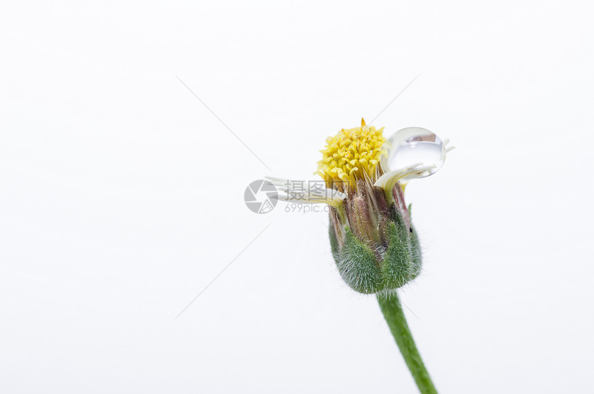 花生植物草环境生长宏观植物群花园生活草地杂草图片