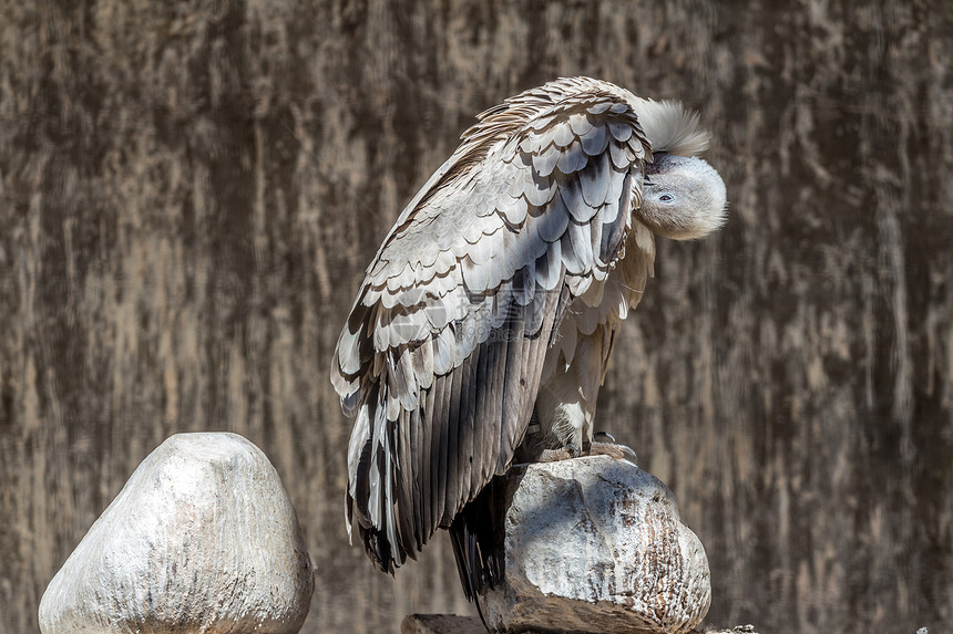 秃鹫角清道夫野生动物动物翅膀秃鹰图片
