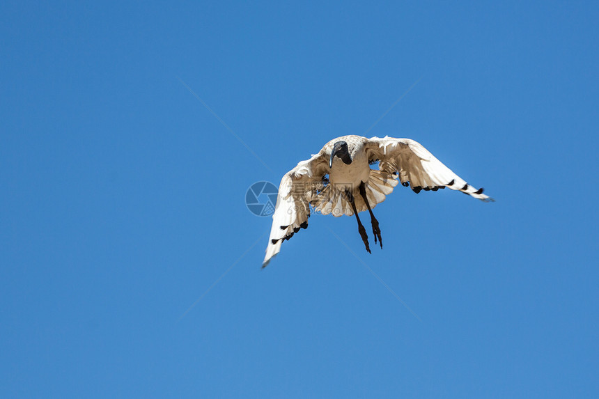 A Crane在飞行中翅膀野生动物长腿动物白色羽毛起重机航班图片