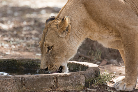 狮子饮用水狮子的饮用水食肉哺乳动物白色野生动物动物荒野草原背景