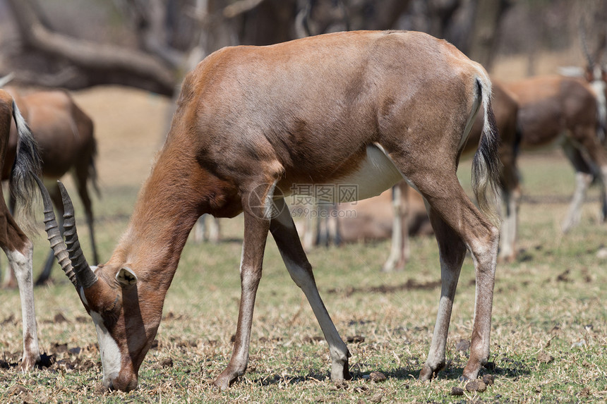 Blesbok 闪盘荒野动物野生动物食草沙漠公园大草原羚羊栖息地哺乳动物图片