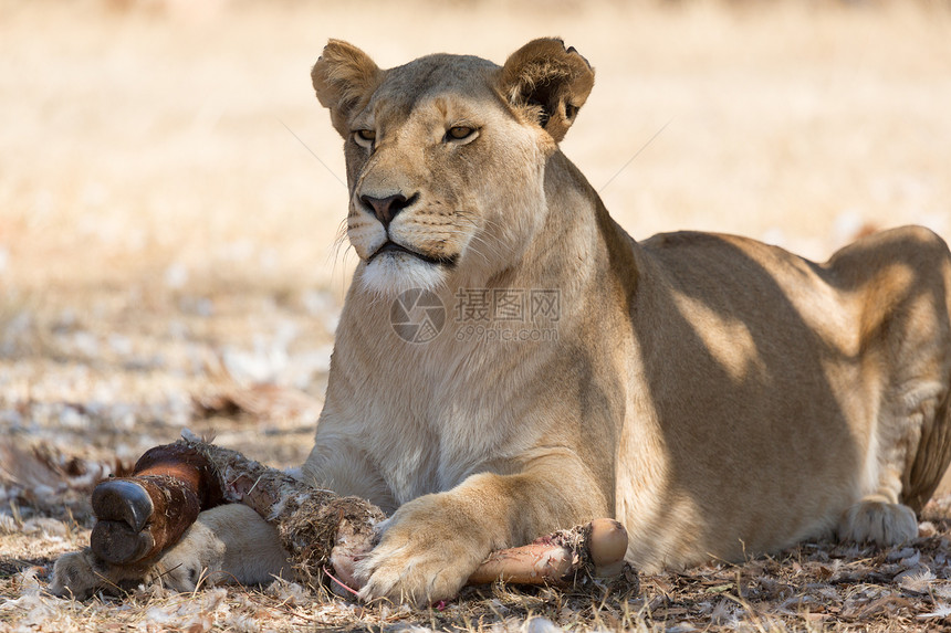 狮子狮座草原哺乳动物动物野生动物食肉荒野图片