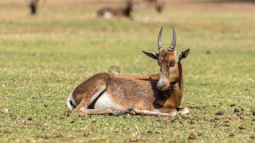 Blesbok 闪盘食草荒野哺乳动物公园栖息地羚羊大草原沙漠野生动物动物图片