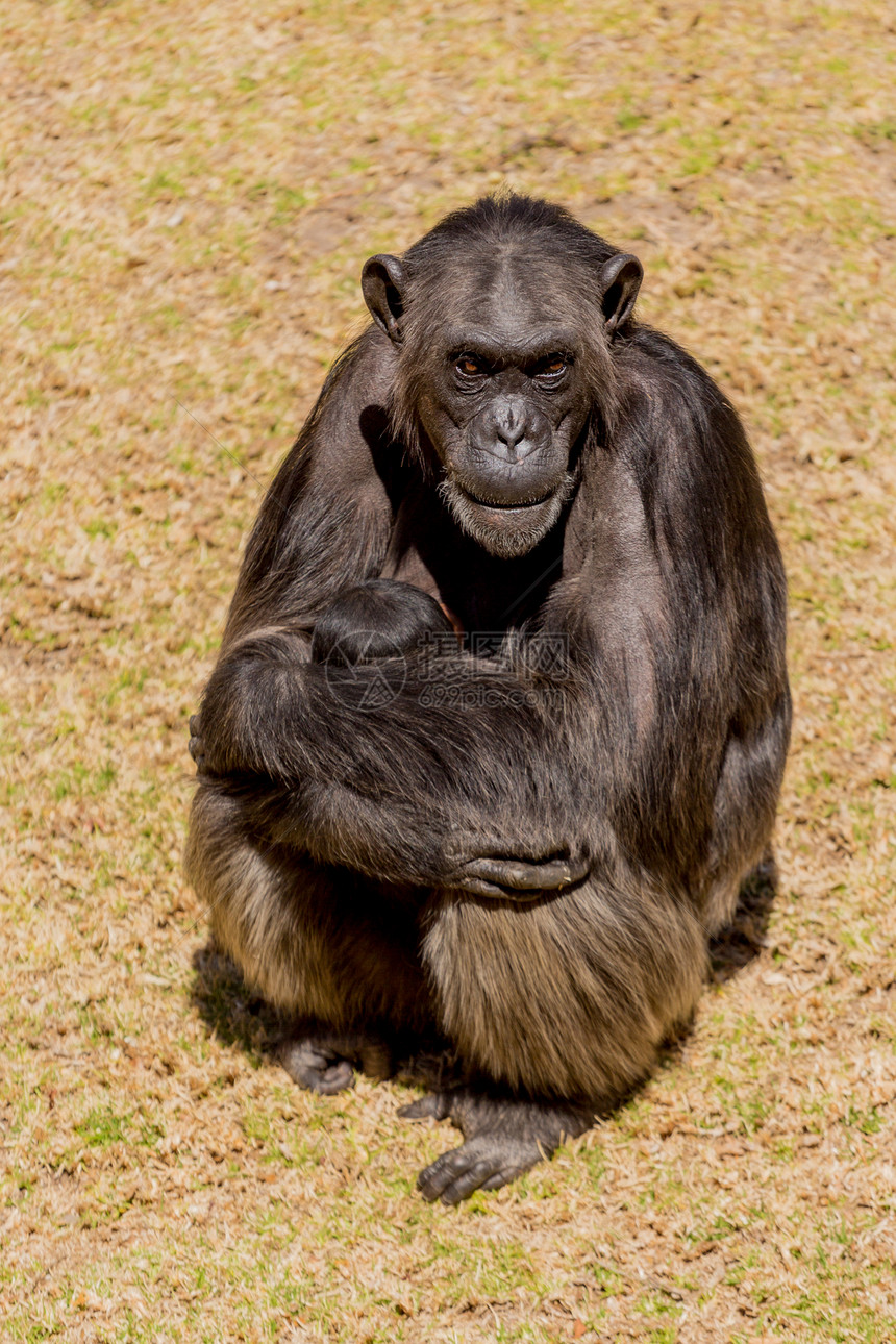 Chimp来文动物荒野灵长类野生动物哺乳动物黑猩猩图片