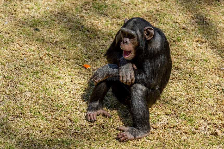 Chimp来文哺乳动物灵长类野生动物动物荒野黑猩猩图片