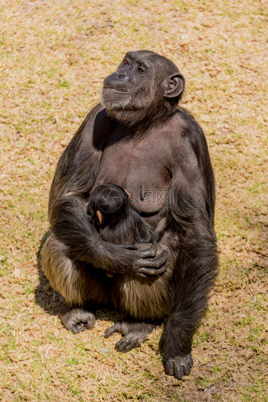 Chimp来文哺乳动物野生动物黑猩猩灵长类荒野动物图片