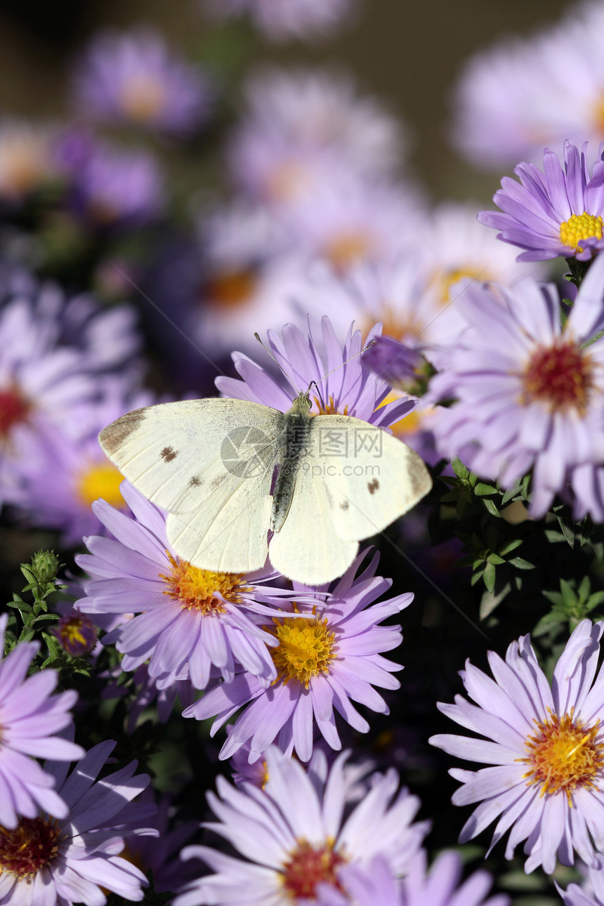 花的自然背景上的蝴蝶花园动物草地花朵宏观白色黑色翅膀昆虫植物群图片